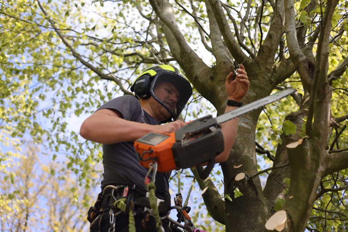 Boomverzorger snoeit een tak met een kettingzaag, hangend in de boom