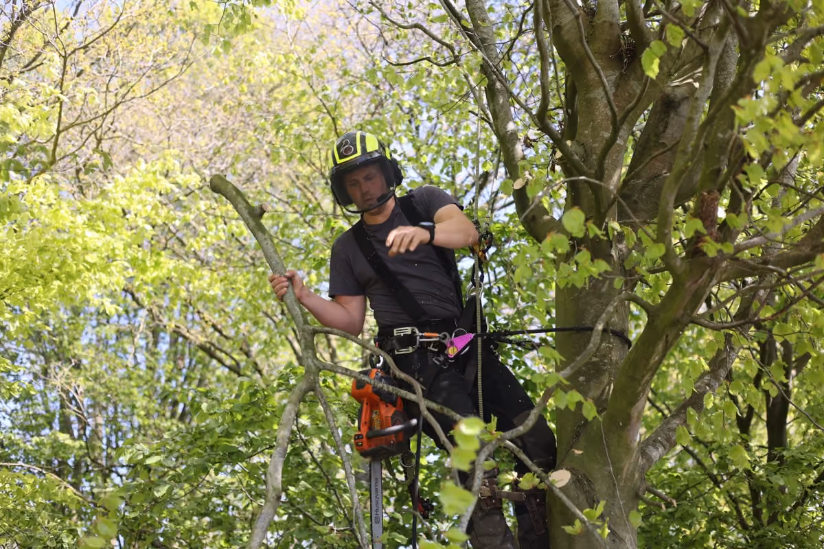 Mark ten Bouwhuijs kijkt omhoog in de boom, met helm en kettingzaag