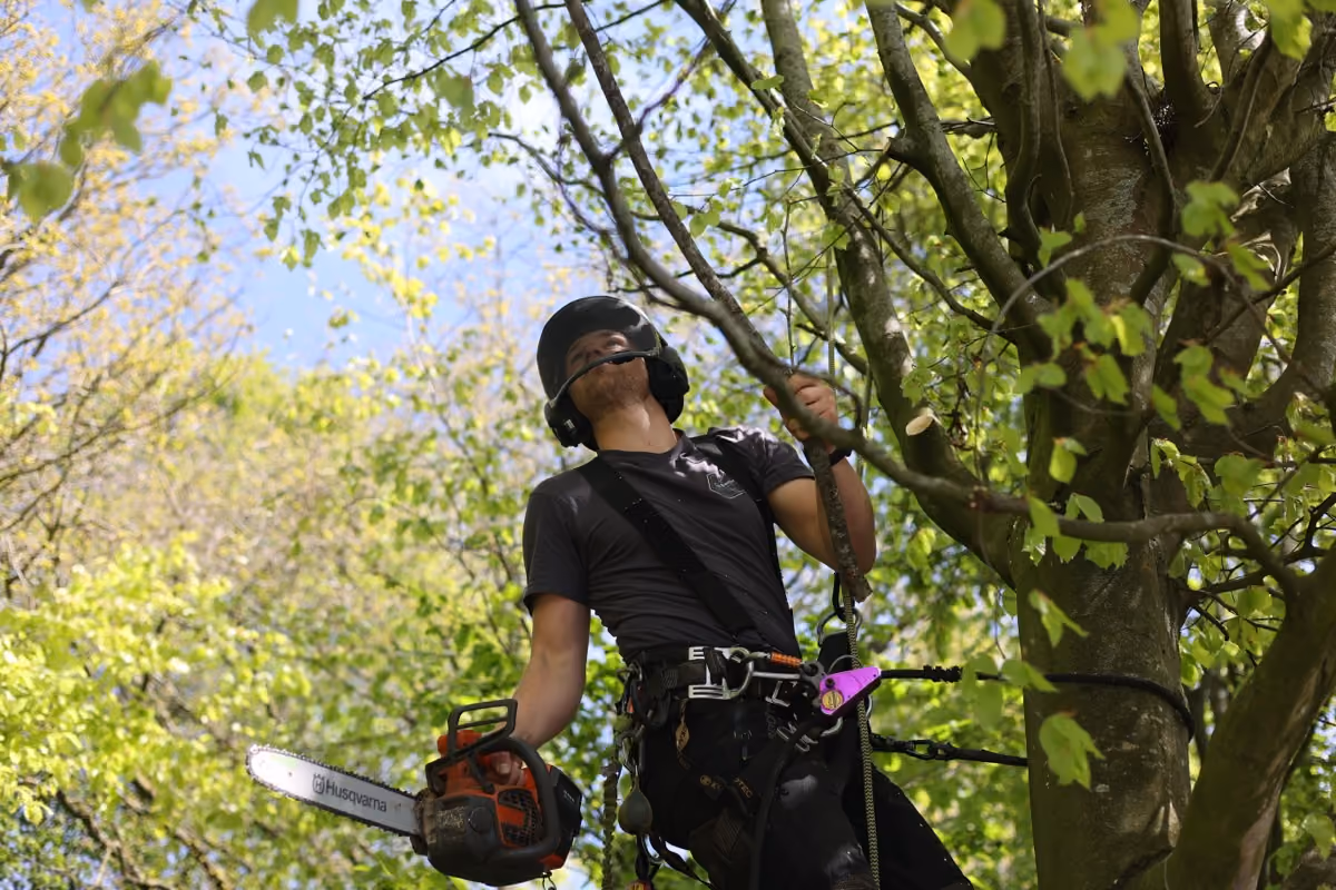 Boomverzorger snoeit hoog in een boom